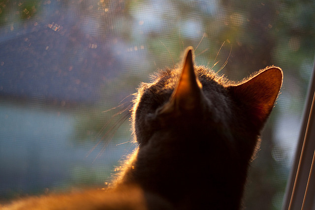男篮亚洲杯分组出炉 中国迎来劲敌挑战，男篮亚洲杯国家队